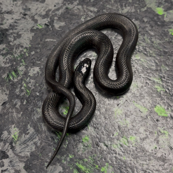 Mexican Black Kingsnake