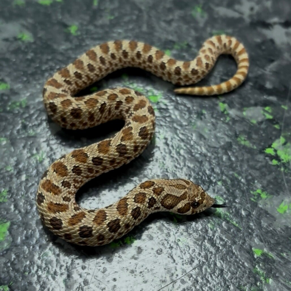 Classic Het Albino Sable (Western Hognose)