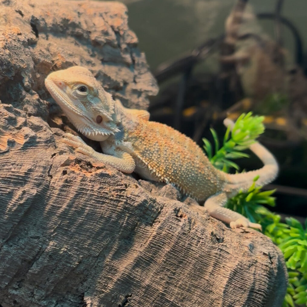 “Cumin” Hypo Bluebar Mercury Pos. 100% Het Trans. 66% Zero Witblit Bearded Dragon