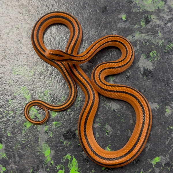 Bamboo Red Mountain Ratsnake