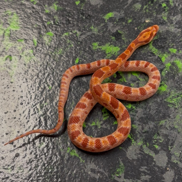 Amel Het Anery (Corn Snake)