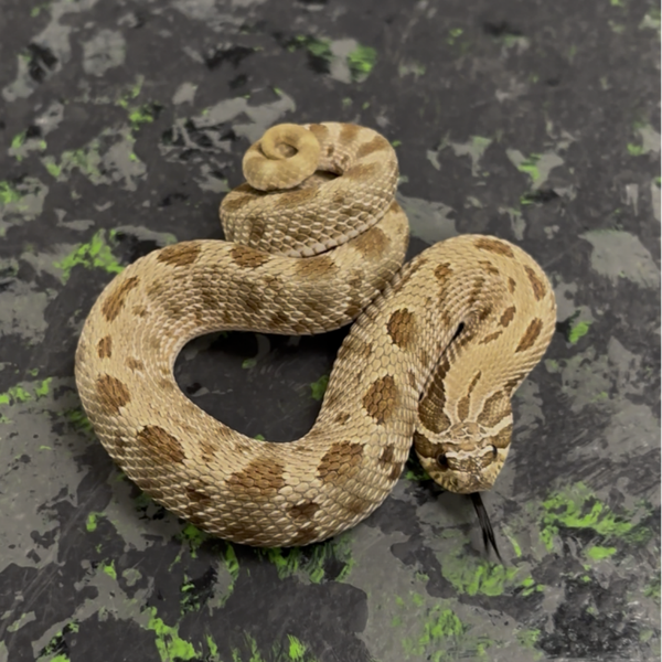 Anaconda Western Hognose