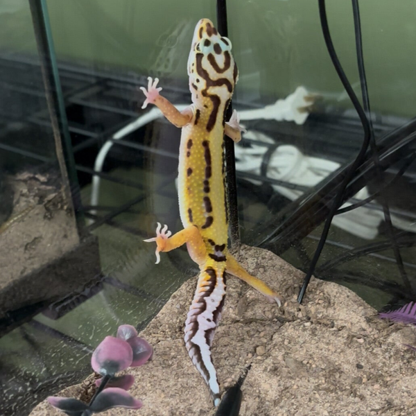 Bold Cross Het Bell Het Eclipse Leopard Gecko