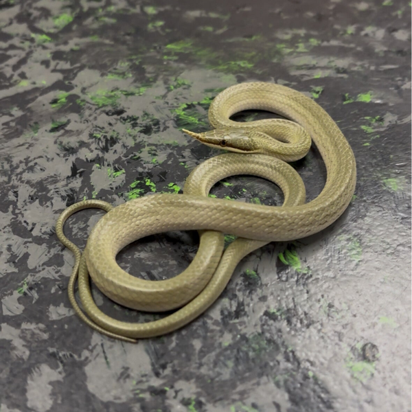Rhino Ratsnake