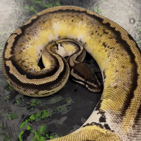 TSK Axanthic Pied “Majesty” (Ball Python)