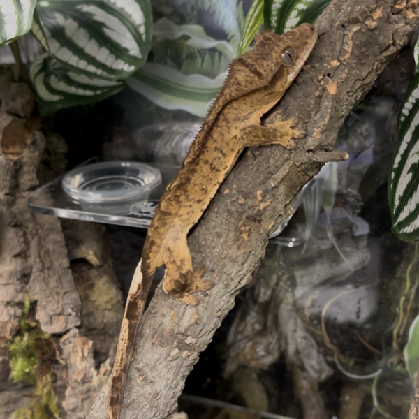 Brindle Crested Gecko