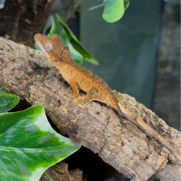 Normal Crested Gecko