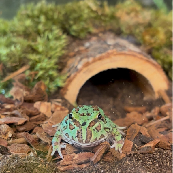 Samurai Blue Pac Man Frog