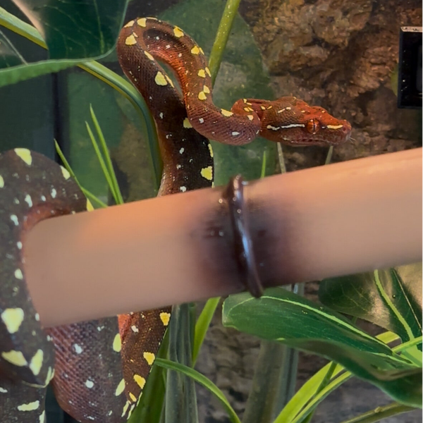 Biak Cyclops Green Tree Python