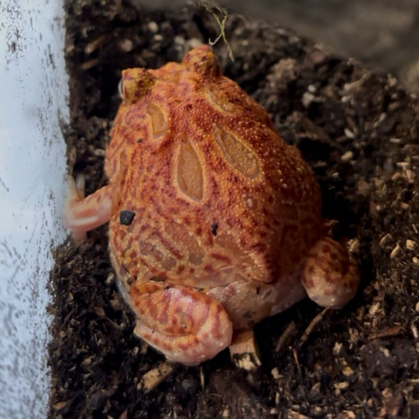 Coral Blaze Pac Man Frog