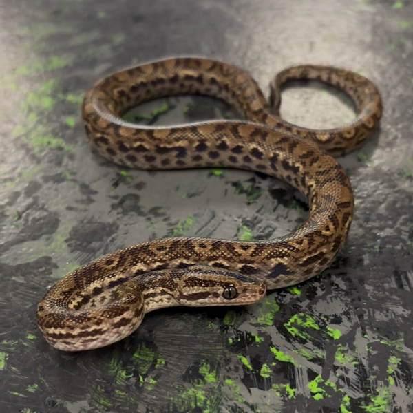 Colombian Rainbow Boa