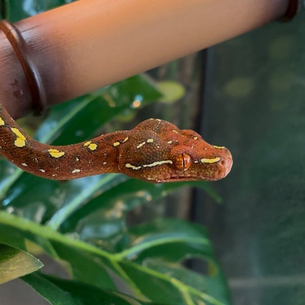 Biak Cyclops Green Tree Python