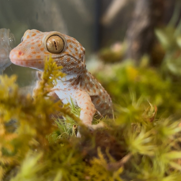 Tokay Gecko