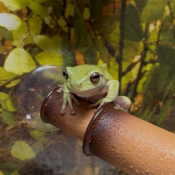 Australian White’s Tree Frogs