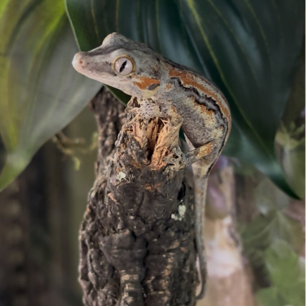 Orange Stripe Gargoyle Gecko