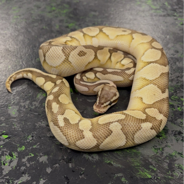 Pastel Butter 66% Het Ghost Ball Python