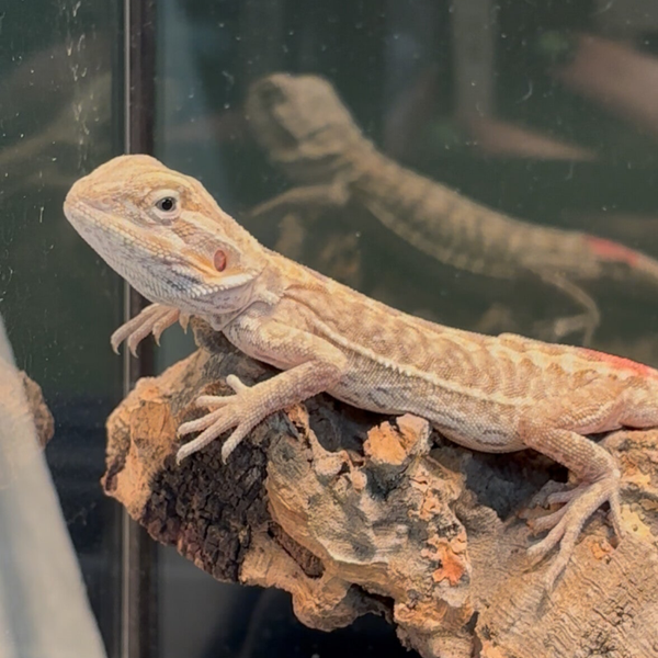 “Maui Wowie” Hypo Mercury Pos. 50% Het Trans. Zero Witblit Bearded Dragon