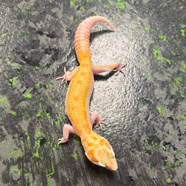 WY Raptor Leopard Gecko