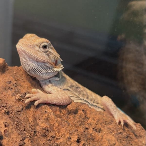 “Gelato” Hypo Leatherback Mercury Pos. 50% Het Trans. Zero Witblit Bearded Dragon
