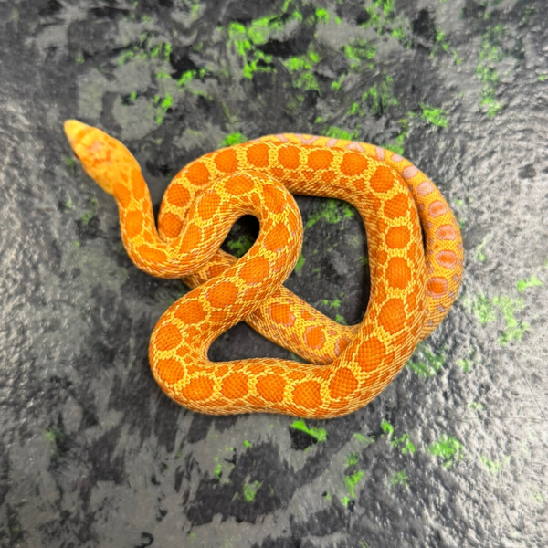 Double Red Albino Bull Snake