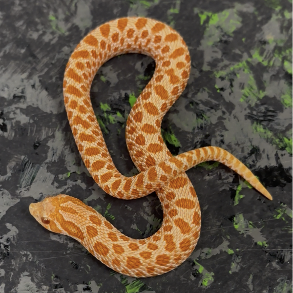 Albino Het Sable (Western Hognose)