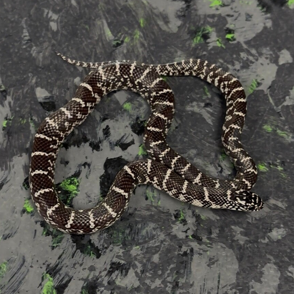 Florida Anery Kingsnake