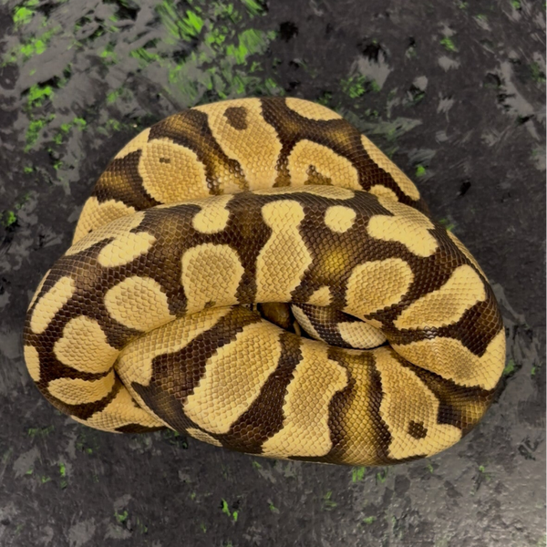 Fire OD Ball Python