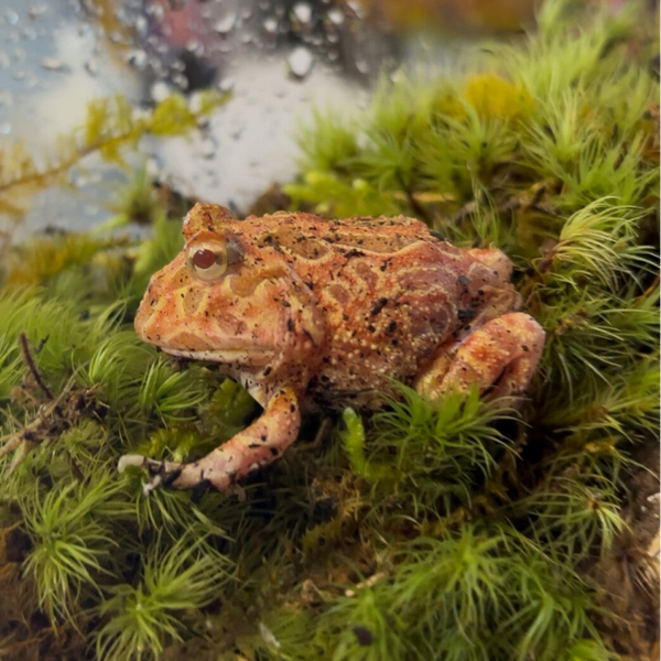 Samurai Blue Pac Man Frog