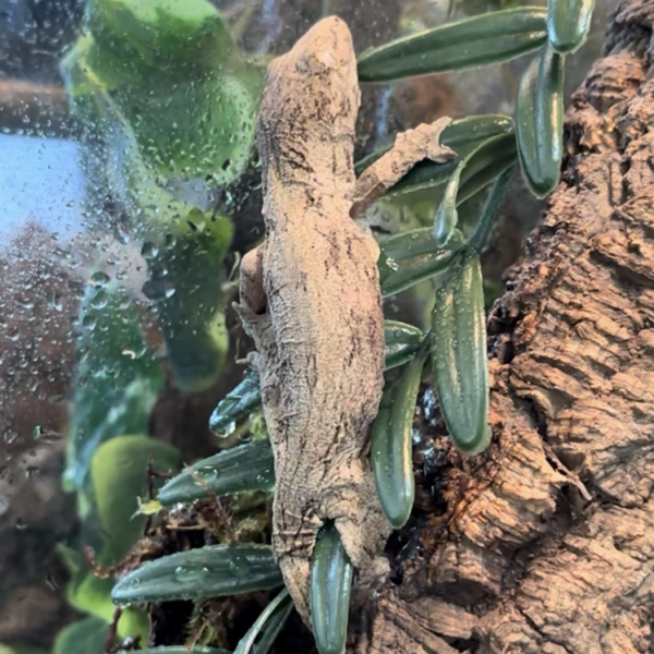 New Caledonian Nuu Ami Leachie Gecko
