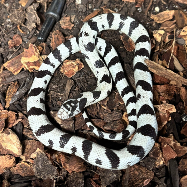 50/50 Cali Kingsnake