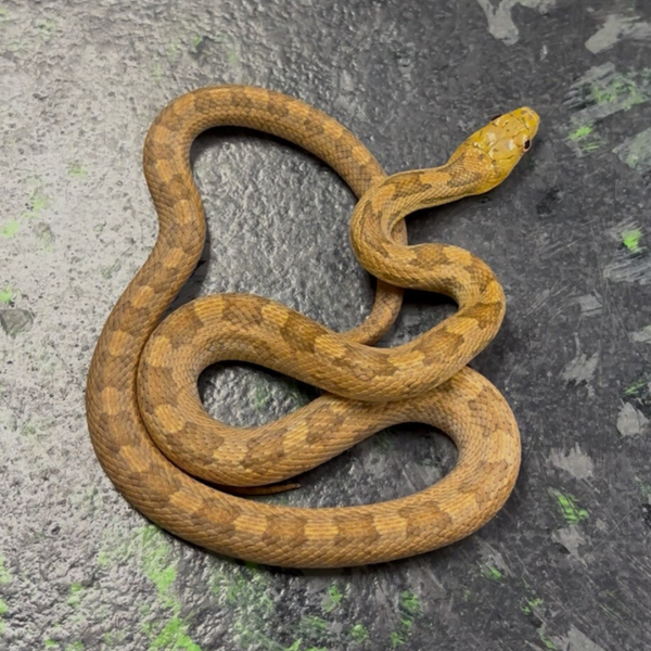 Yellow Ratsnake