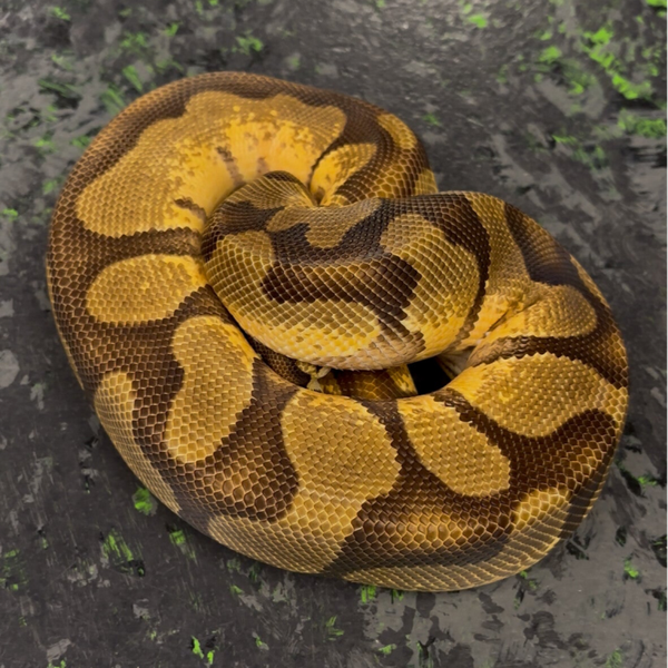 OD Enchi Pos. YB or Asphalt Ball Python