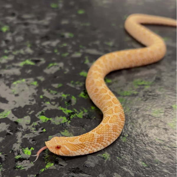 Arctic Albino Western Hognose