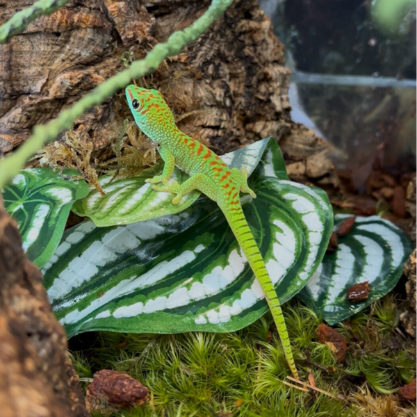 Giant Day Gecko