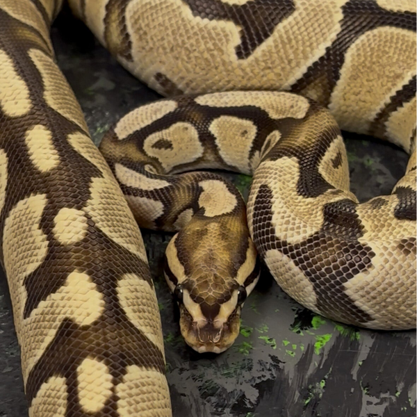 Fire OD Ball Python