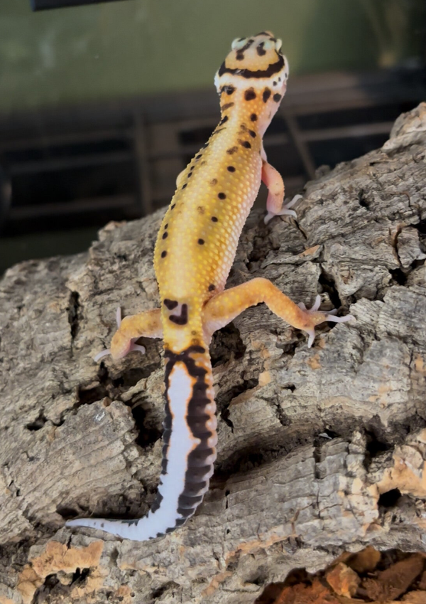 Bold Tangerine Cross Het Bell Pos. Het Eclipse Leopard Gecko