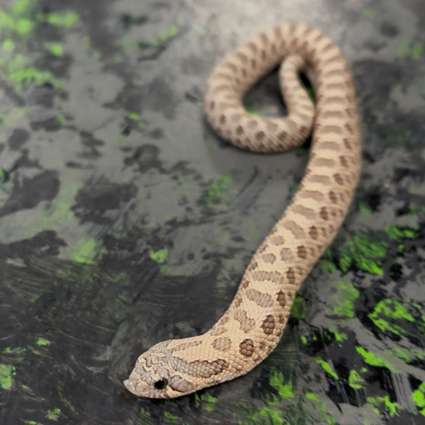 Lavender Western Hognose