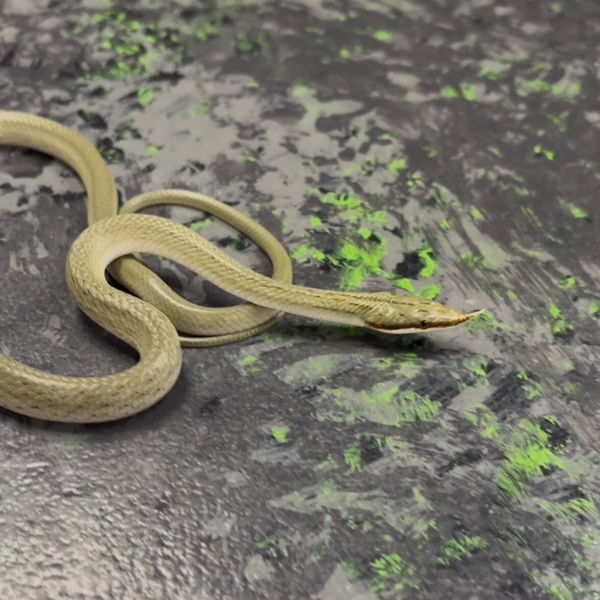Rhino Ratsnake