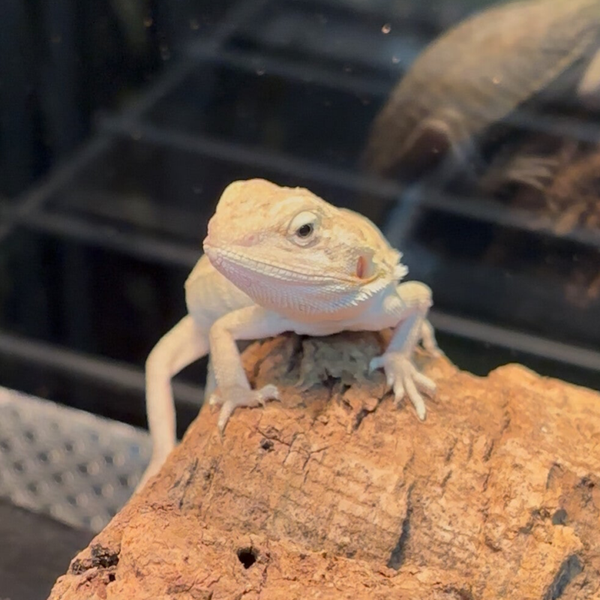“Taurus” Hypo Leatherback Mercury Pos. Het Witblit Zero Trans Bearded Dragon