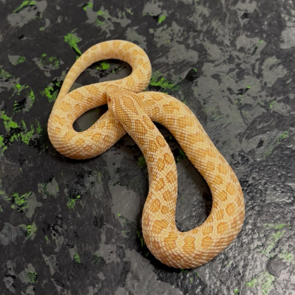Arctic Albino Western Hognose