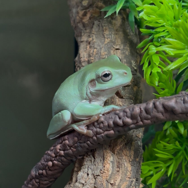 White’s Tree Frogs