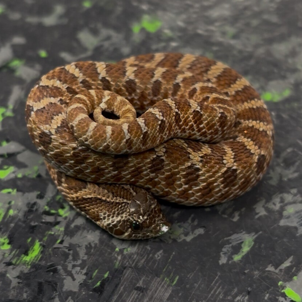Sable Het Albino (Western Hognose)