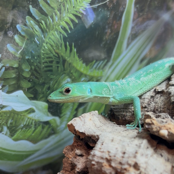 Green Keel-Bellied Lizard