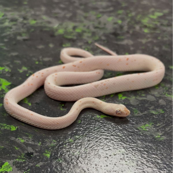 Palmetto (Corn Snake)