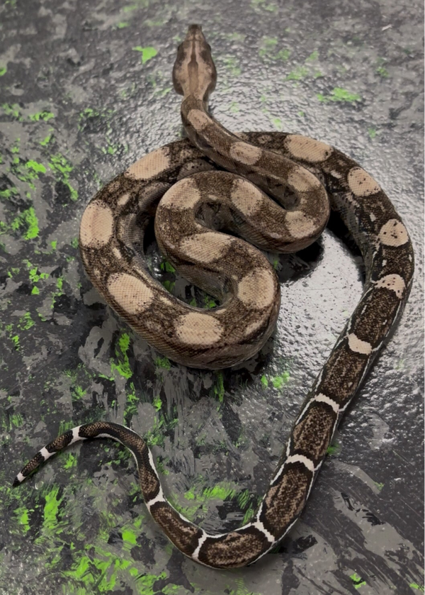 Anery Black Eyed (Boa Constrictor)