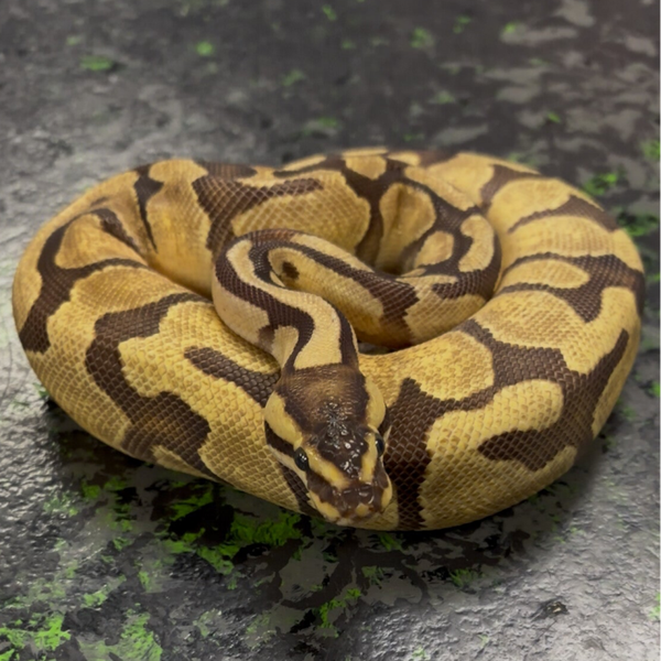 Fire Enchi Ball Python