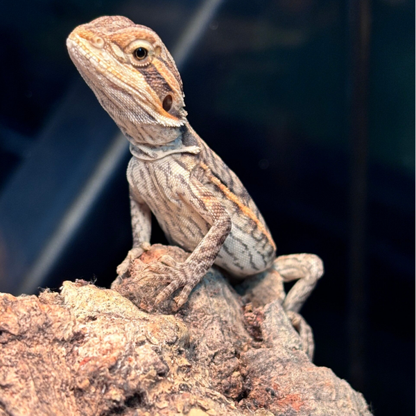 Leatherback Bearded Dragon