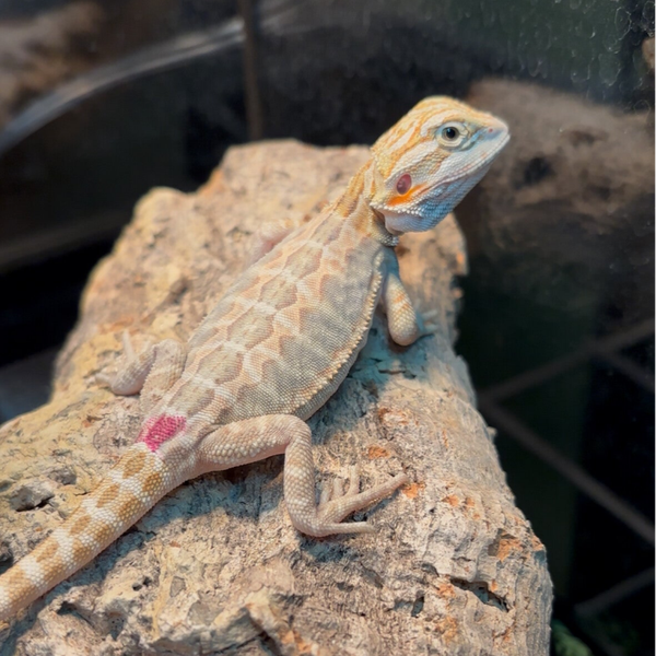 “Mimosa” Hypo Orange Mercury Pos. Het 50% Trans. Zero/ Witblit Bearded Dragon