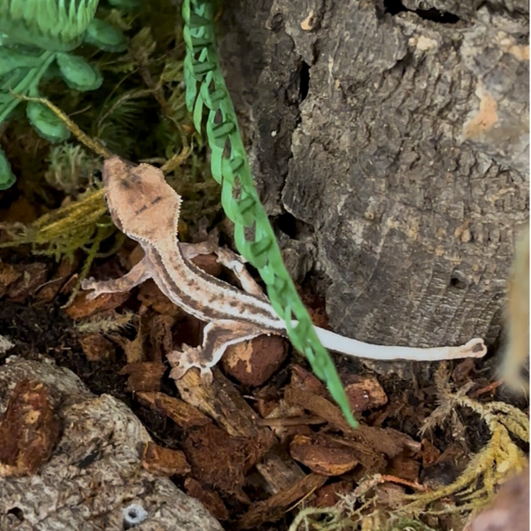 Frappuccino Crested Gecko