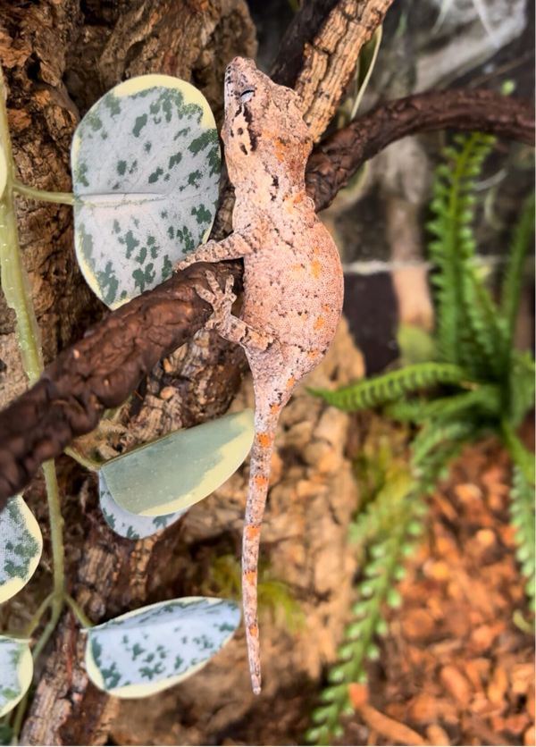 Reticulated Gargoyle Gecko